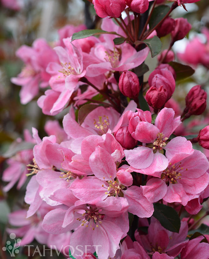 Tuotekuva rixi_purppuraomenapuu_fine