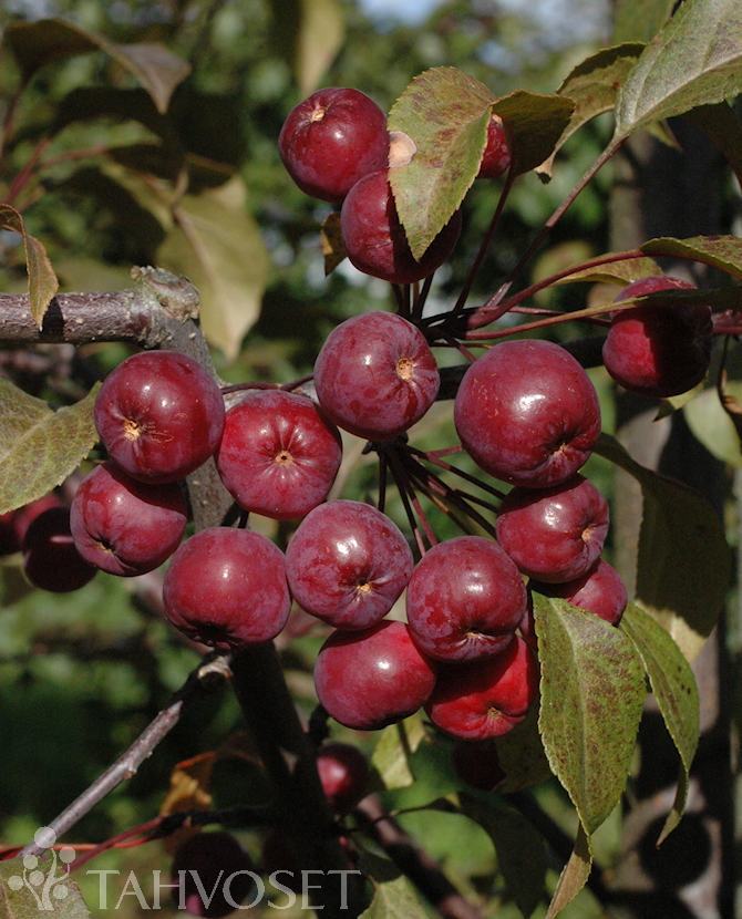 Tuotekuva rixi_purppuraomenapuu_fine