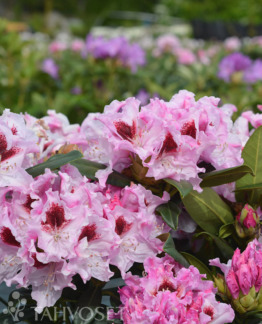 Tuotekuva Royal Butterfly alppiruusu