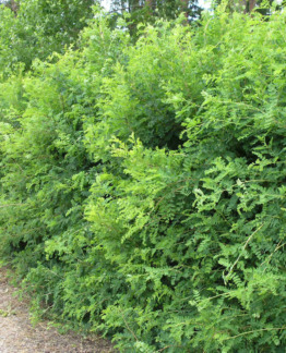 Tuotekuva siperianhernepensas