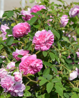 Tuotekuva tahtitorninkatu_kesadamaskonruusu