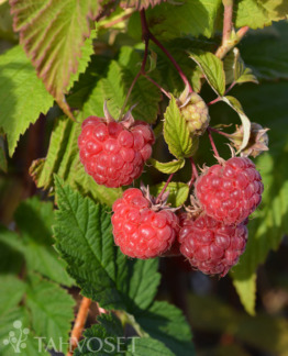 Tuotekuva takalan_herkku_pensasvadelma_fine