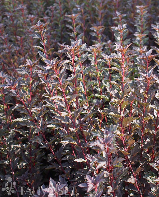 Tuotekuva tiny_wine_purppuraheisiangervo