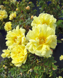 Tuotekuva viljaminkeltaruusu