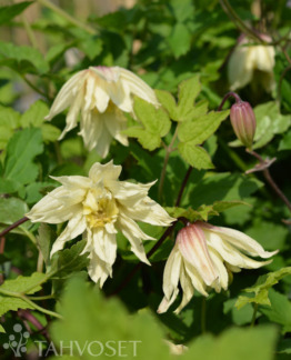 tuotekuva amber koreankarho