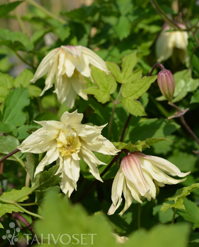 tuotekuva amber koreankarho