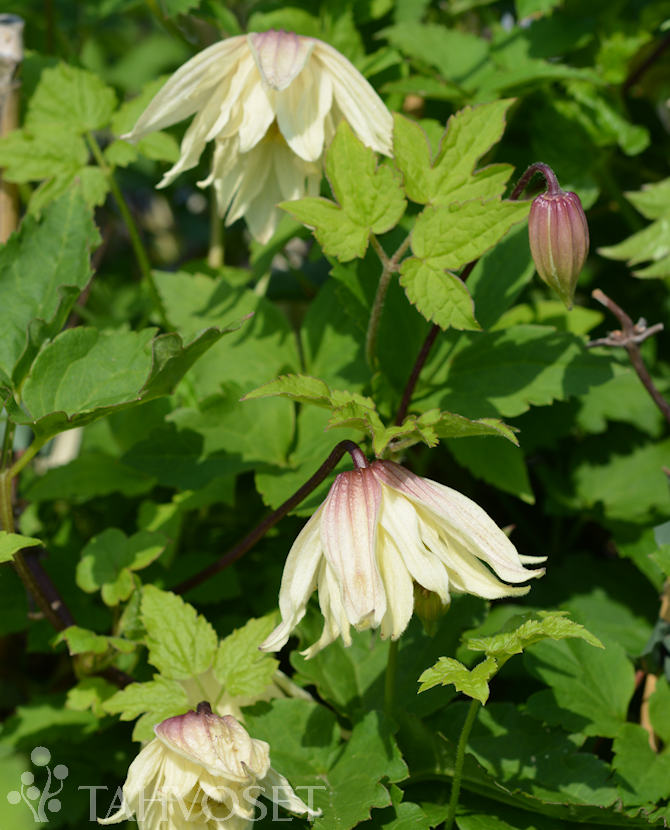 tuotekuva amber_koreankarho