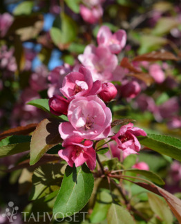 Tuotekuva Aamurusko purppuraomenapuu