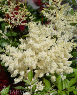 tuotekuva brautschleier tarhajaloangervo