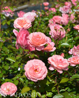 Tuotekuva Calypso ruusu