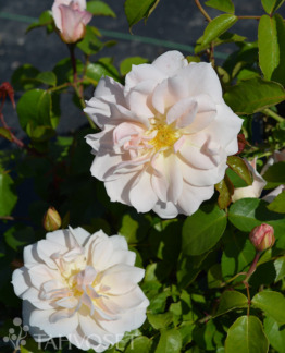 Tuotekuva Champagne Wishes ruusu