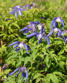 Tuotekuva Frances Rivis tarha-alppikärhö