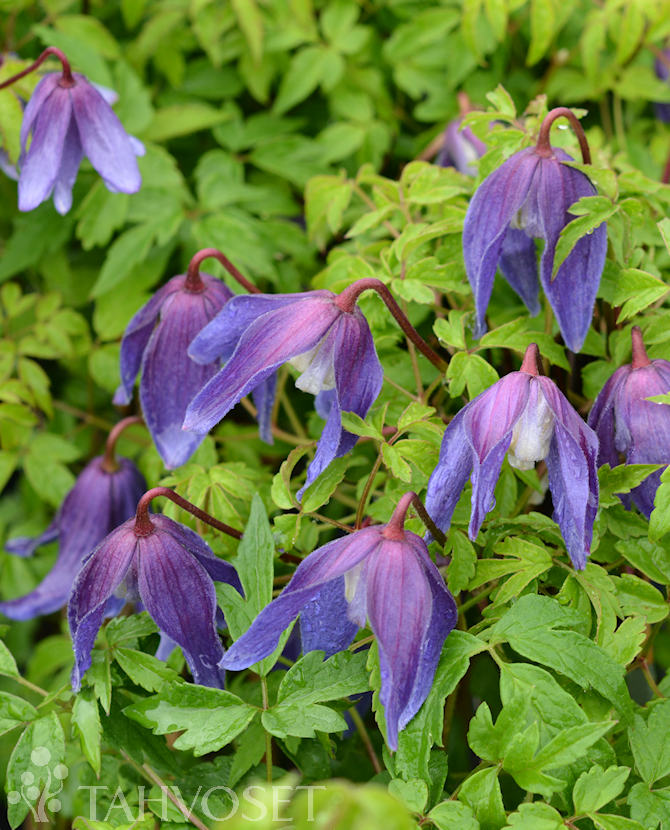 Tuotekuva Frances Rivis tarha-alppikärhö