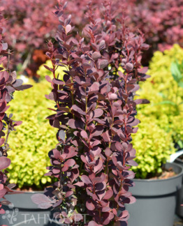 Tuotekuva Helmond Pillar purppurahappomarja