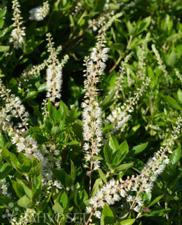Tuotekuva Hummingbird valkokletra