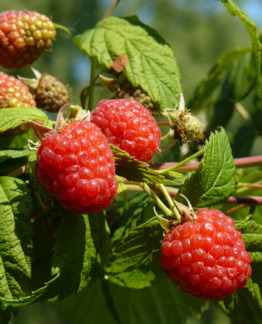 Tuotekuva Jatsi vadelma