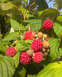 Tuotekuva Jenkka vadelma