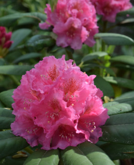 Tuotekuva Kristiina alppiruusu