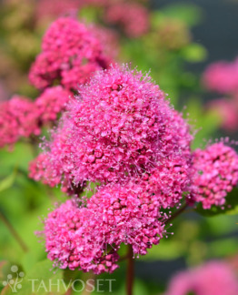 Tuotekuva Kruunu kuninkaanangervo FinE