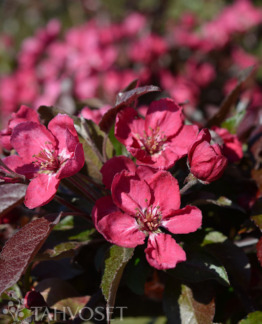 Tuotekuva Linnanmäki purppuraomenapuu