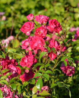 Tuotekuva Little Mischief ruusu