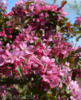 Tuotekuva Makamik purppuraomenapuu