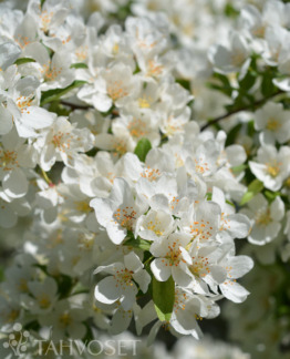 Tuotekuva marjaomenapensas