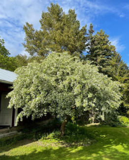 Tuotekuva marjaomenapuu