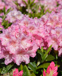 Tuotekuva Marketta alppiruusu