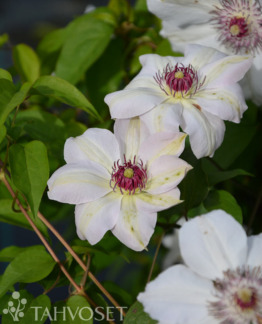 Tuotekuva Miss Bateman loistokarho