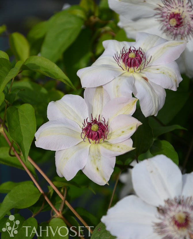 Tuotekuva Miss Bateman loistokarho