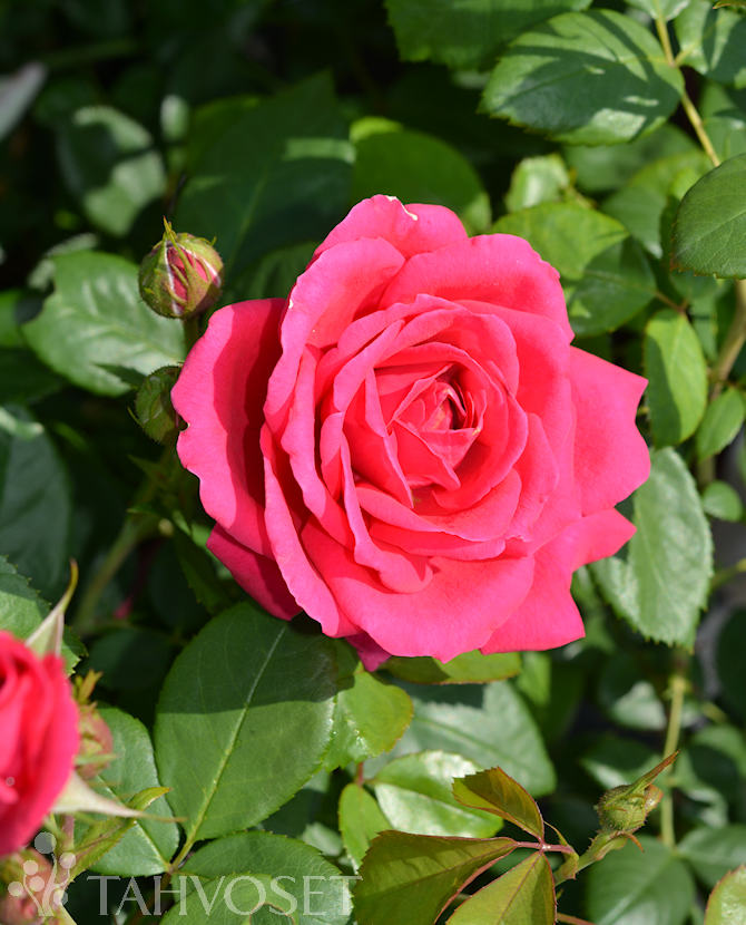 Tuotekuva My Girl ruusu