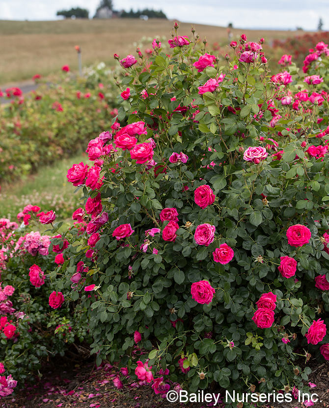 Tuotekuva My Girl ruusu