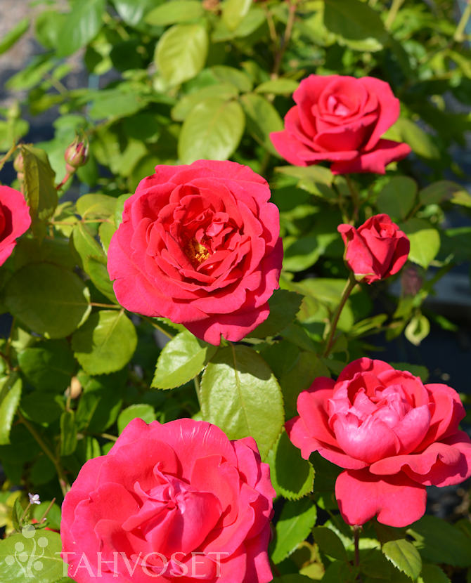 Tuotekuva My Girl ruusu