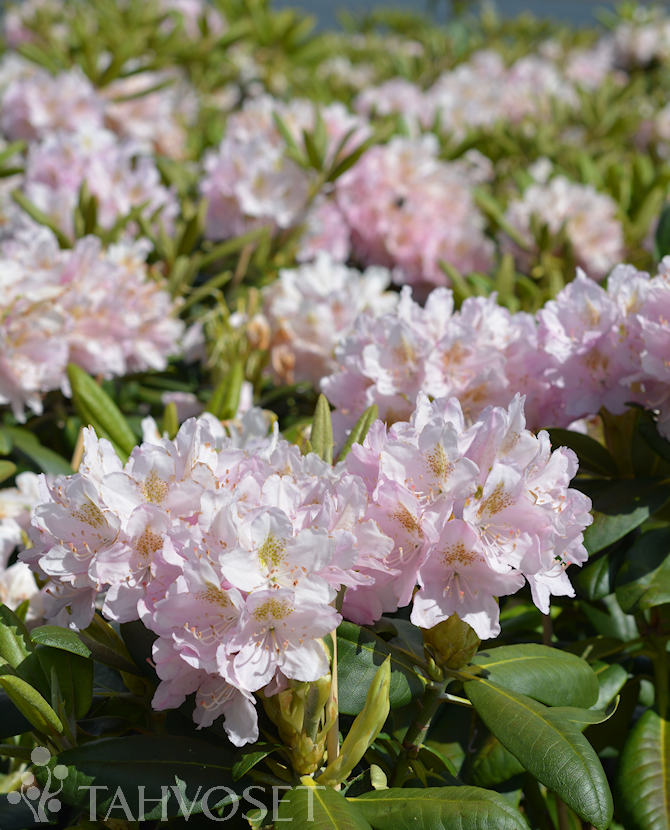 Tuotekuva Pekka alppiruusu