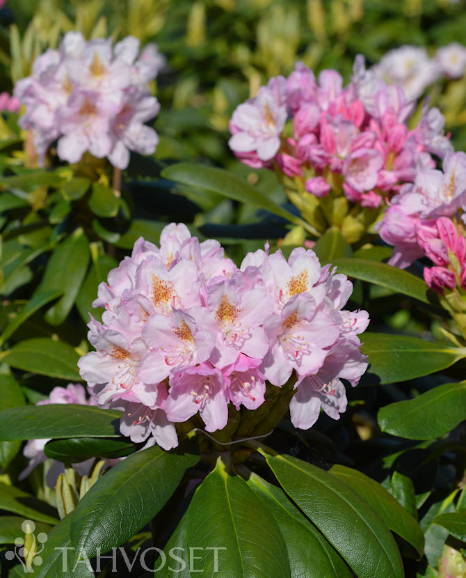 Tuotekuva Pekka alppiruusu