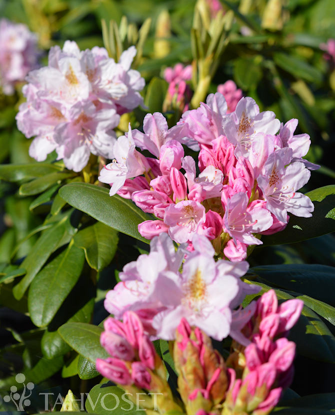 Tuotekuva Pekka alppiruusu