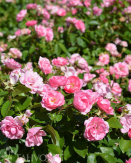 Tuotekuva Pinktopia ruusu