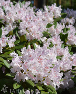 Tuotekuva Pohjolan Tytär alppiruusu