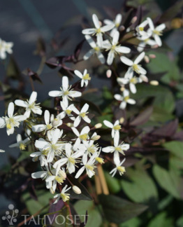 Tuotekuva Purpurea pensaskärhö