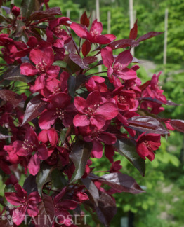 tuotekuva royalty purppuraomenapuu