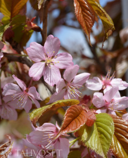 Tuotekuva rusokirsikka