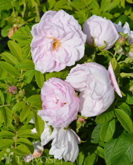 Tuotekuva Snow Pavement tarhakurtturuusu