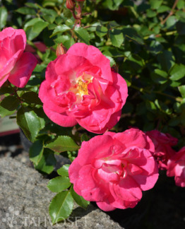 Tuotekuva Sunrise Sunset ruusu