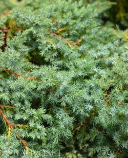 Tuotekuva Blue Swede sinikataja