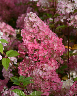 Tuotekuva DIAMANT ROUGE Rendia syyshortensia