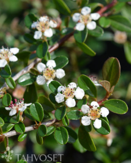 Tuotekuva Eichholz siirotuhkapensas