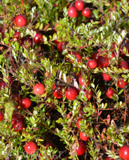 Tuotekuva isokarpalo