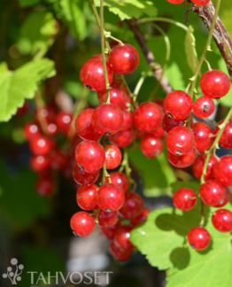 Tuotekuva Jonkheer van Tets punaherukka