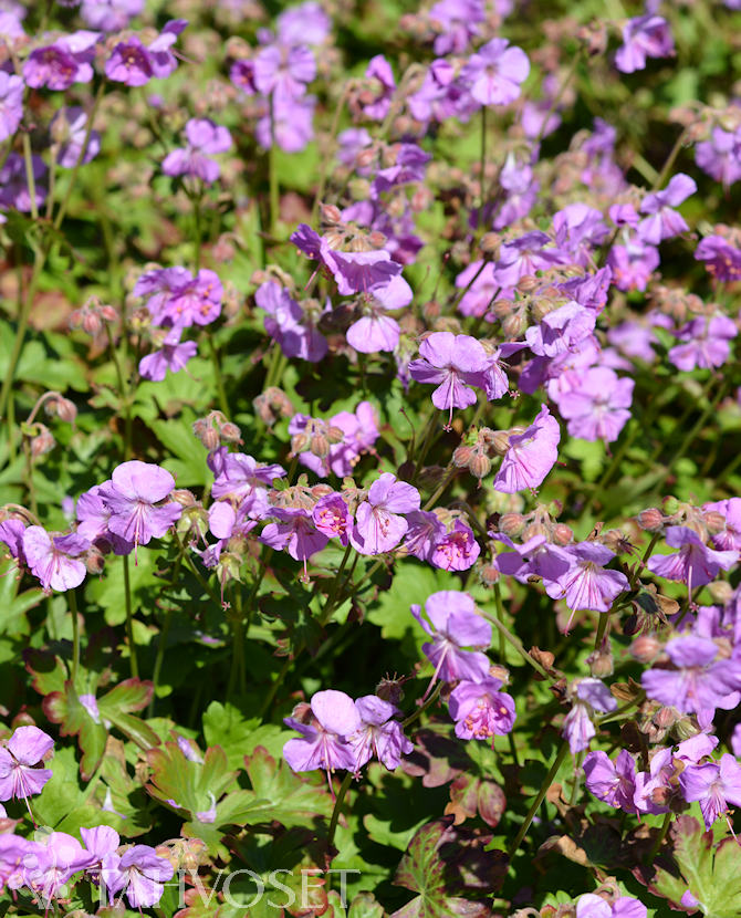 Tuotekuva karmina peittokurjenpolvi